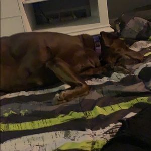 Meet your Posher, Boston